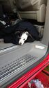 IMG_20190524_20434928Gross29.jpg